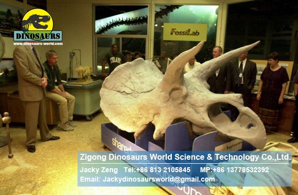 Animal equipment science dinosaurs Artificial fossils Triceratops Head DWF006