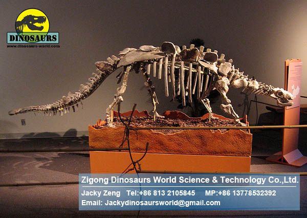 Showroom Science dinopark dinosaurs skeleton replica DWS011