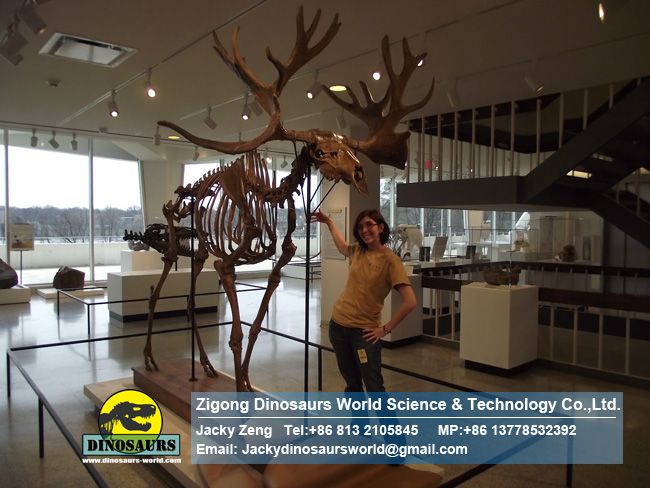 Forest Life Replica A fossil moose or elk DWS026