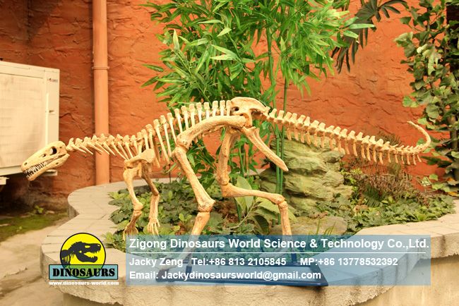 Life Size Realistic Eoraptor Skeleton in dinosaurs factory DWS031