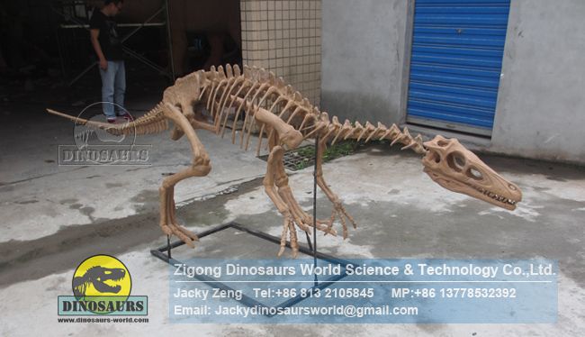 High-quality teaching model artificial Eoraptor skeleton DWS032