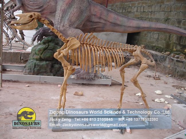 Museum of Paleontology custom Hipparion reproductions DWS033
