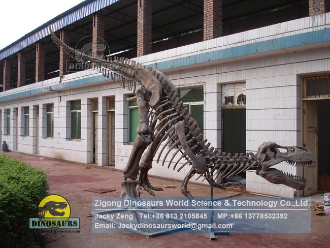 Complete Tyrannosaurus rex skeleton replicas of dinosaur museum DWS034