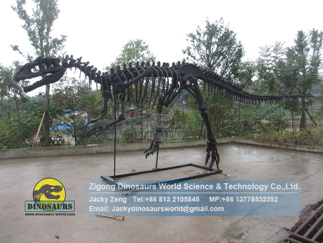Restored dinosaur skeleton model Allosaurus Skeleton DWS038