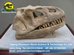 Dinopark dinosaurs skeleton replica ( Tyrannosaurus Rex Head ) DWF002