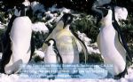 Animal Equipment christmas decoration bronner's fiberglass penguins DWC015 
