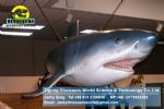 Life size fiberglass statues animatronic exhibition animals ( Shark ) DWA024