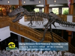 T-Rex Dinosaur Skeleton for Museum Exhibits DWS027