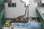 Artificail dinosaur skeleton brachiosaurus for Museum Exhibition DWS009