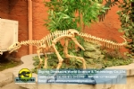 Life Size Realistic Eoraptor Skeleton in dinosaurs factory DWS031