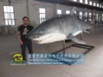 Chinese Customer Ordered One 6m long Animatronic Shark for his Ocean Attraction Exhibition DWA139