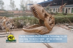 Museum showroom artificial fossils tyrannosaurus rex skull replica DWF015