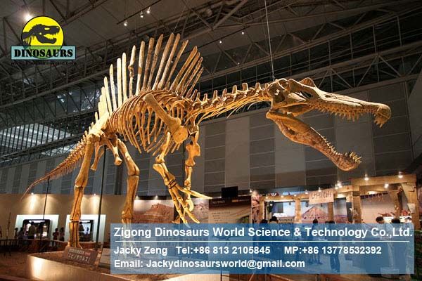 High Simulation Dinosaur Park Skeleton Model Spinosaurus DWS010