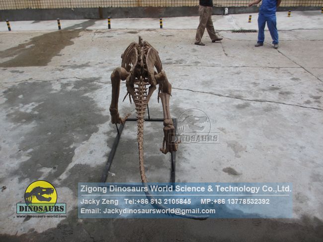 High-quality teaching model artificial Eoraptor skeleton DWS032