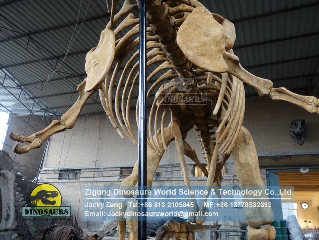 Museum equipment t-rex dinosaur skeleton for sale DWS037