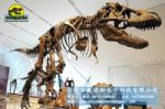 Dinosaur fossil replicas in Museum showroom T-rex DWS015