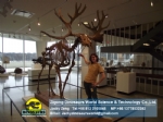 Forest Life Replica A fossil moose or elk DWS026