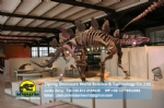 Museum stegosaurus simulation dinosaur skeleton model DWS029