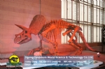 Original size Educational artificial triceratops skeleton model DWS030