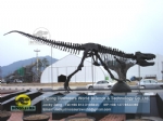 Dinosaur skeleton model paleontologist recovery T-rex Skeleton DWS039